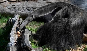 Incendios en Natagaima dejan fauna devastada: Equipo veterinario lucha por salvar a un oso hormiguero