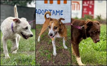 Centro de Transferencia Canina del Metro, cuenta con 45 perritos listos para ser adoptados