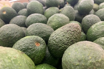 Declaran nuevas zonas libres de plagas reglamentadas del aguacatero en M&eacute;xico