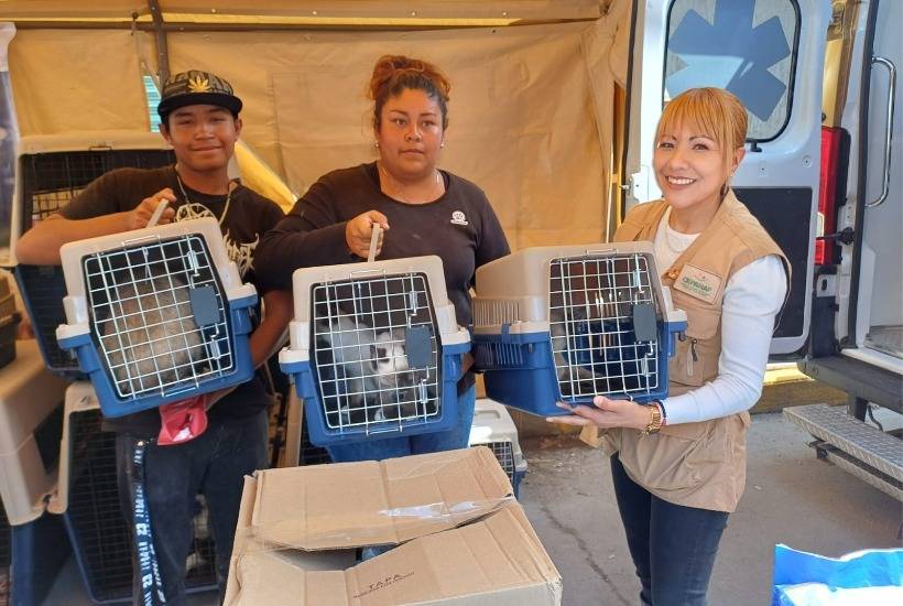 Regresan a sus hogares 135 mascotas rescatadas en Chalco