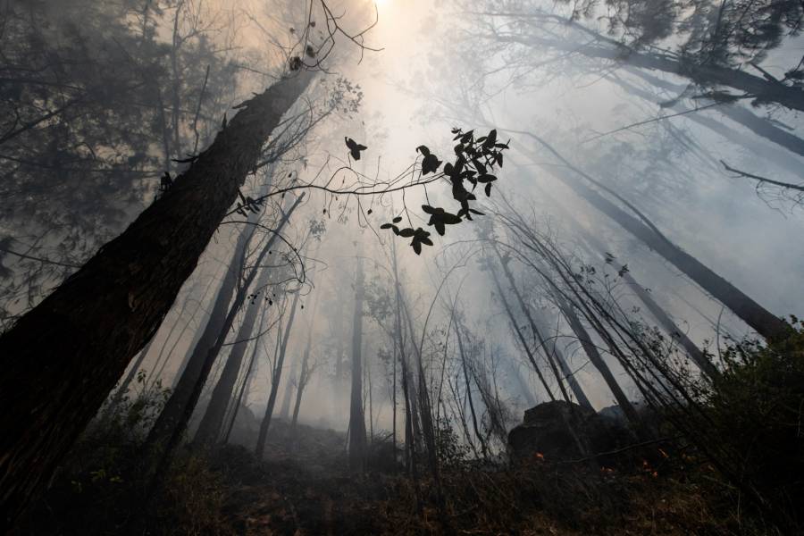 Aumento de incendios forestales en Colombia debido a altas temperaturas y sequía