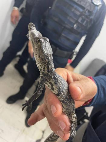 Encuentran a un cocodrilo beb&eacute; dentro de vag&oacute;n en el Metro de la Ciudad de M&eacute;xico