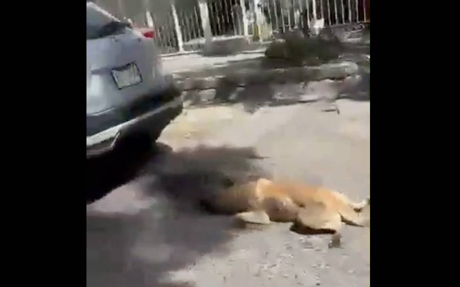 Captan a mujer maltratando a un perrito en Tlaquepaque, Jalisco