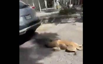 Captan a mujer maltratando a un perrito en Tlaquepaque, Jalisco