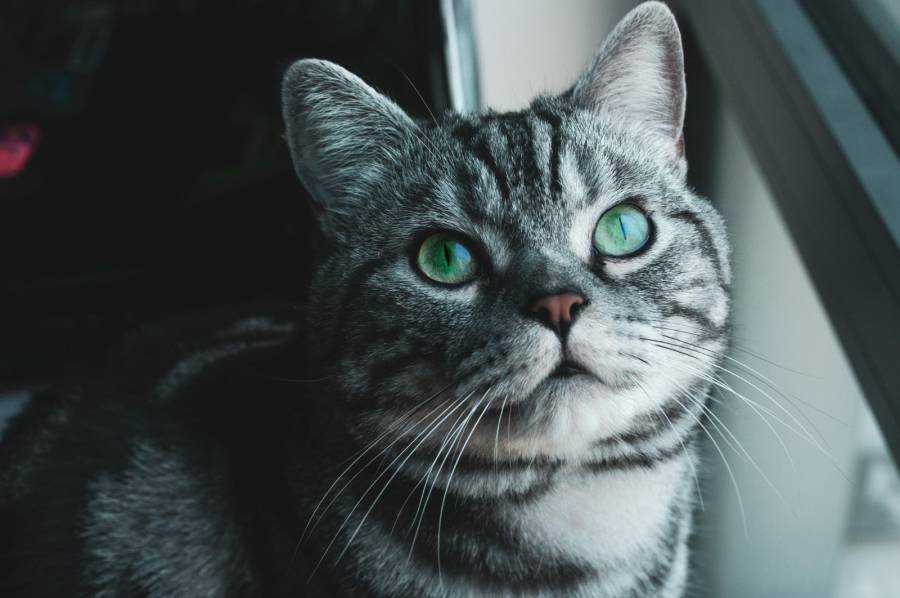 Catalina, la mascota militar que sobrevivi&oacute; al atentado del ELN