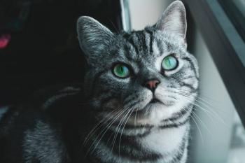 Catalina, la mascota militar que sobrevivi&oacute; al atentado del ELN