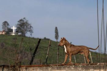 Condenas por maltrato animal en el Estado de M&eacute;xico: 11 sentencias y 53 detenidos en un a&ntilde;o
