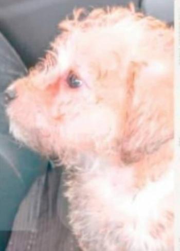 Mujer judicializada por la muerte de un perro en Bello, Antioquia