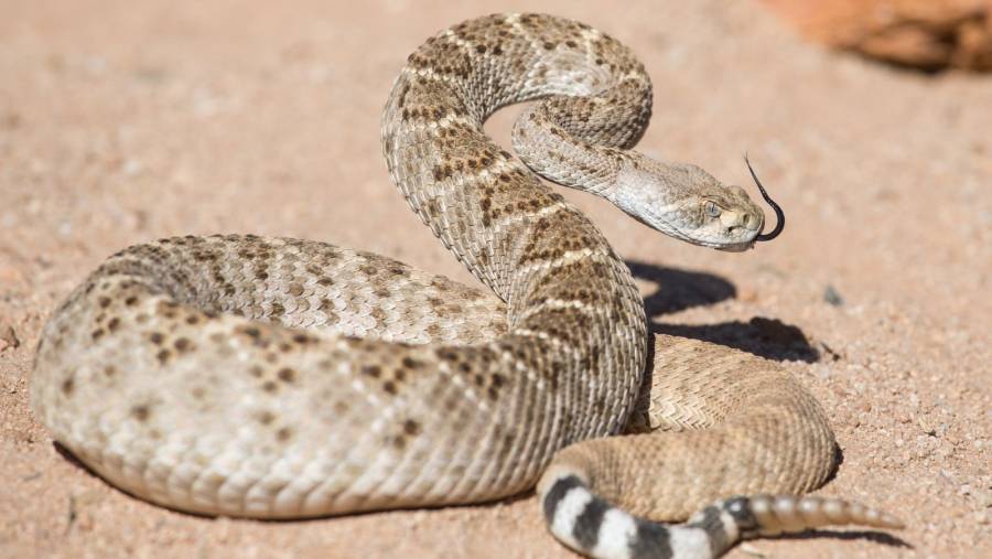 Niña en sobrevive a mordedura de serpiente venenosa tras cirugía de emergencia