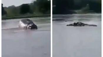 Impresionante avistamiento de hipop&oacute;tamo en el r&iacute;o Magdalena causa furor en redes sociales
