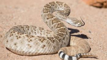 Ni&ntilde;a en sobrevive a mordedura de serpiente venenosa tras cirug&iacute;a de emergencia