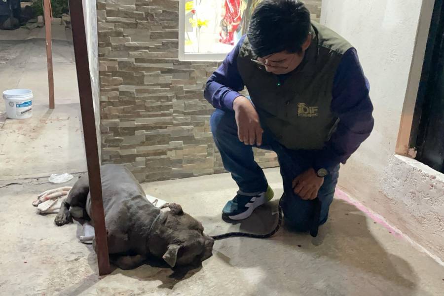Gobierno de Ecatepec rescata a perro que perdió un ojo tras ser golpeado con un tubo; el agresor fue detenido