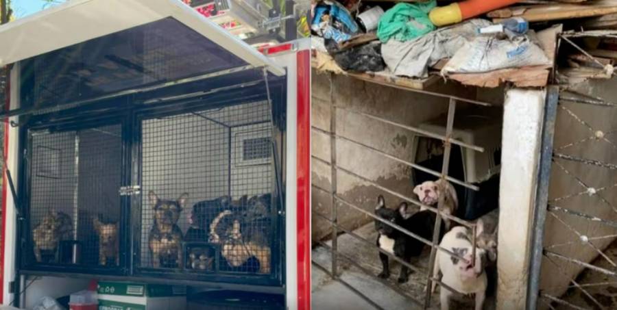 Imputan cargos a mujer por maltrato animal en Medell&iacute;n