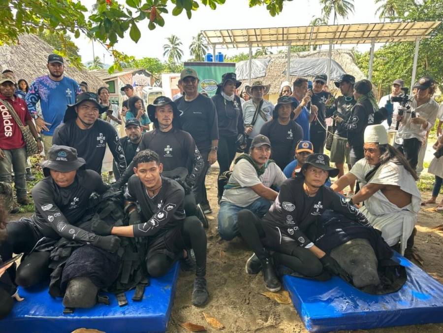 Manat&iacute;es Genemaka y sobrado de tibur&oacute;n regresan a su h&aacute;bitat natural en una liberaci&oacute;n emotiva