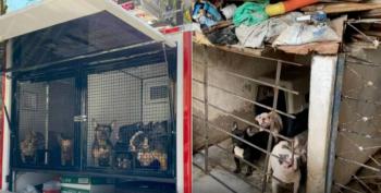 Imputan cargos a mujer por maltrato animal en Medell&iacute;n