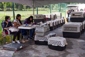 Arranca la Jornada de Esterilizaci&oacute;n de Perros y Gatos 2024 en Venustiano Carranza