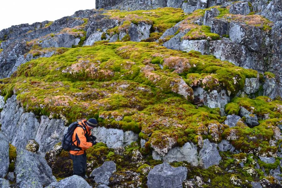 Aceleraci&oacute;n de la vegetaci&oacute;n en la Ant&aacute;rtida: un signo del cambio clim&aacute;tico