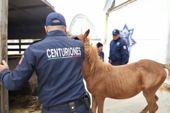Gobierno y DIF de Ecatepec trasladan a tres equinos v&iacute;ctimas de maltrato al santuario de Cuacolandia