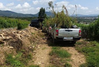 Desmantelan invernaderos con m&aacute;s de mil plantas de mariguana en Tonatico