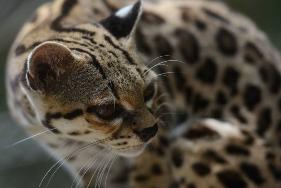 Rescatan a tigrillo que era mantenido como mascota en Cali