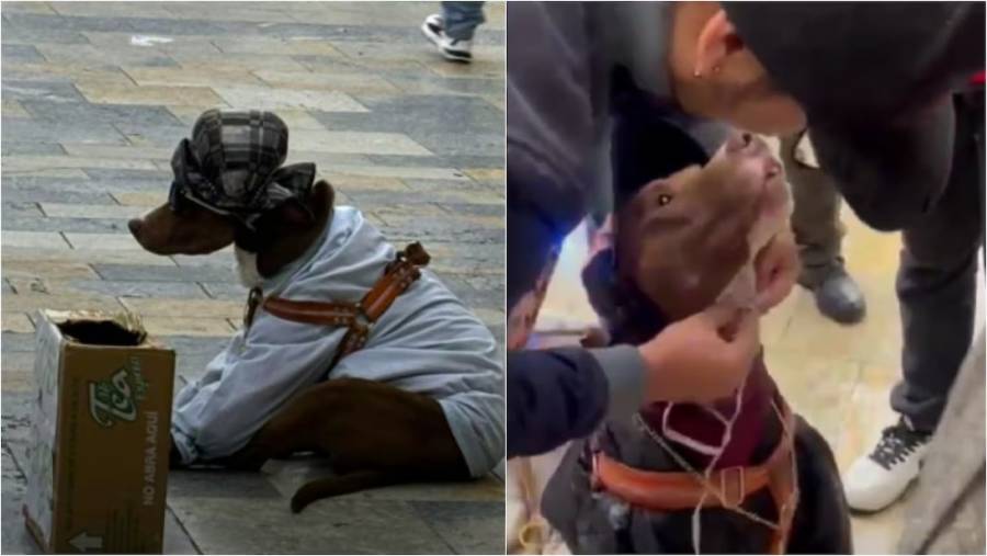 Rescatan a perro utilizado como atracción en Bogotá bajo presunto maltrato