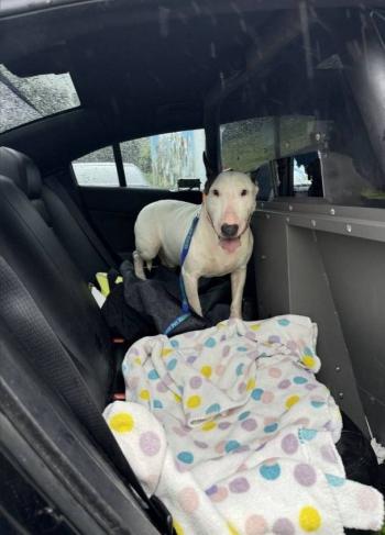 Rescatan a perro amarrado antes del impacto del hurac&aacute;n 'Milton' en Florida