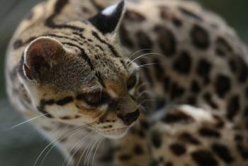 Rescatan a tigrillo que era mantenido como mascota en Cali