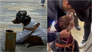 Rescatan a perro utilizado como atracci&oacute;n en Bogot&aacute; bajo presunto maltrato