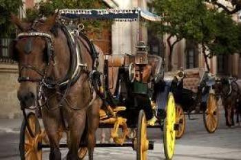 Tribunal ordena protecci&oacute;n para caballos usados en paseos tur&iacute;sticos en Cartagena
