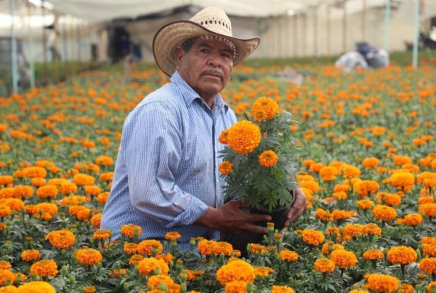 Listos productores mexiquense de cempasúchil para temporada de Día de Muertos