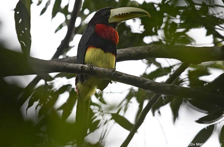 Selva Matavén: una caja de resonancia para la biodiversidad en Colombia