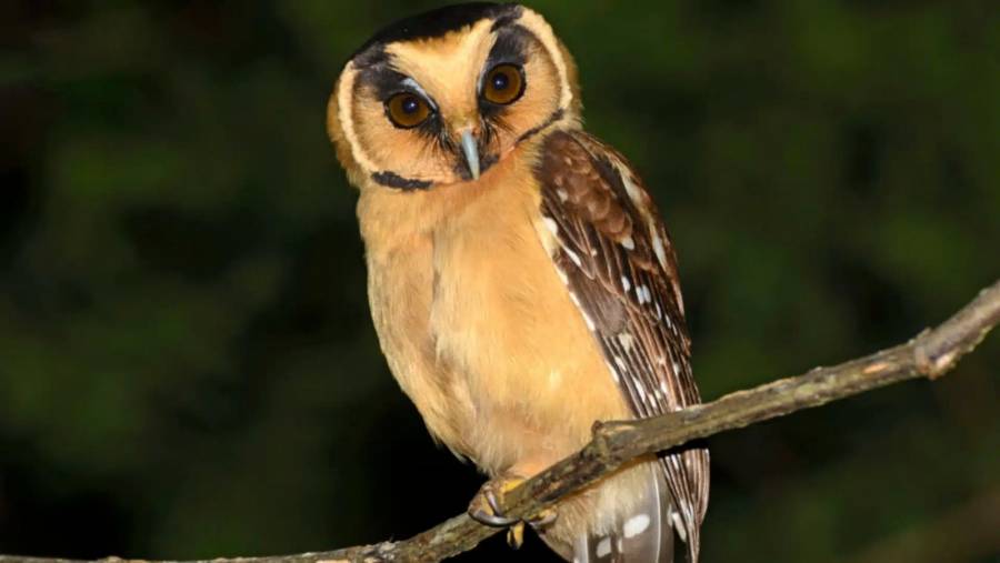 Descubrimiento de nueva especie de ave en Venezuela: Aegolius Harrisii