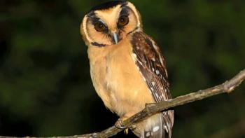 Descubrimiento de nueva especie de ave en Venezuela: Aegolius Harrisii