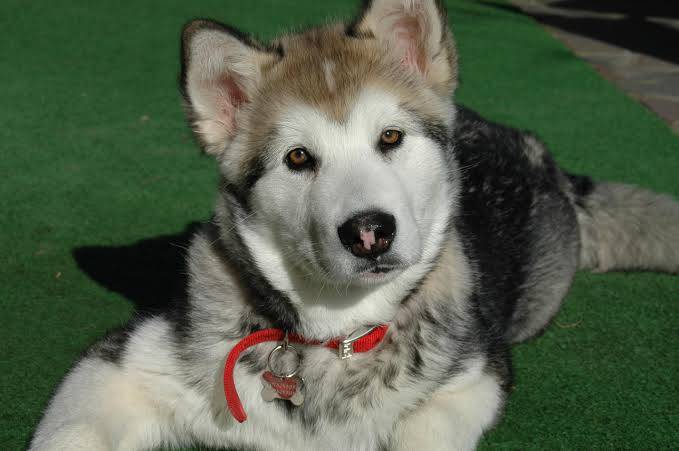 Jueces decidir&aacute;n la custodia de mascotas en caso de divorcio