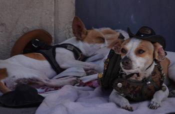 Proponen crear cementerio para mascotas en la Ciudad de M&eacute;xico