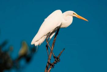 Colombia vuelve a ocupar el primer lugar del mundo en avistamiento de aves