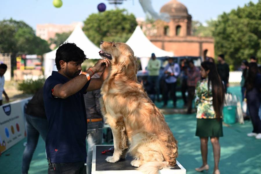 Cámara de Representantes aprueba reforma laboral que incluye mascotas de apoyo emocional