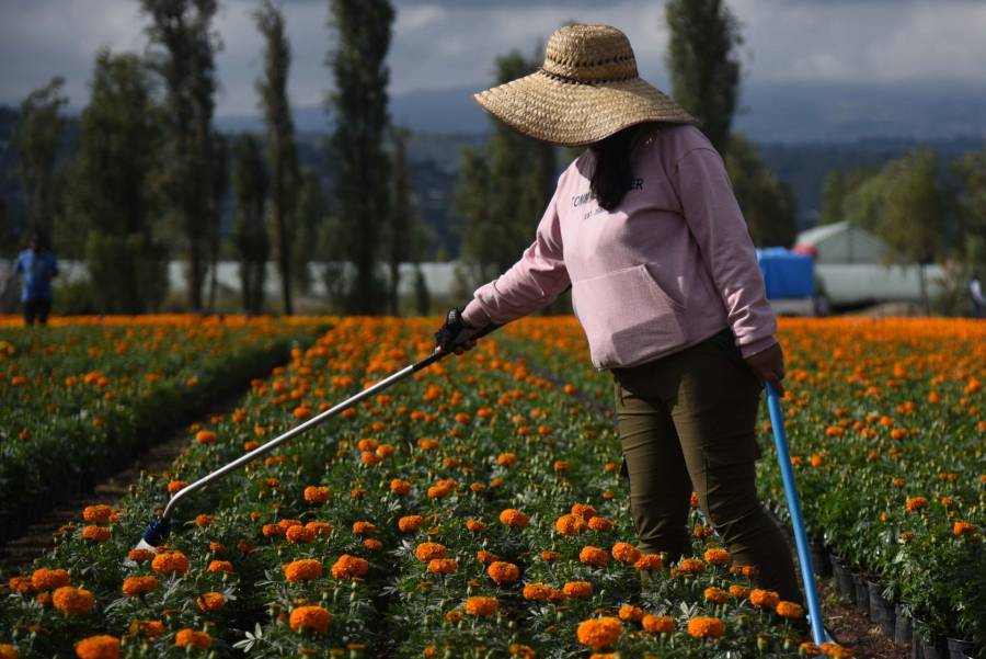 Invitan a apoyar a productores de flor de cempasúchil en Xochimilco