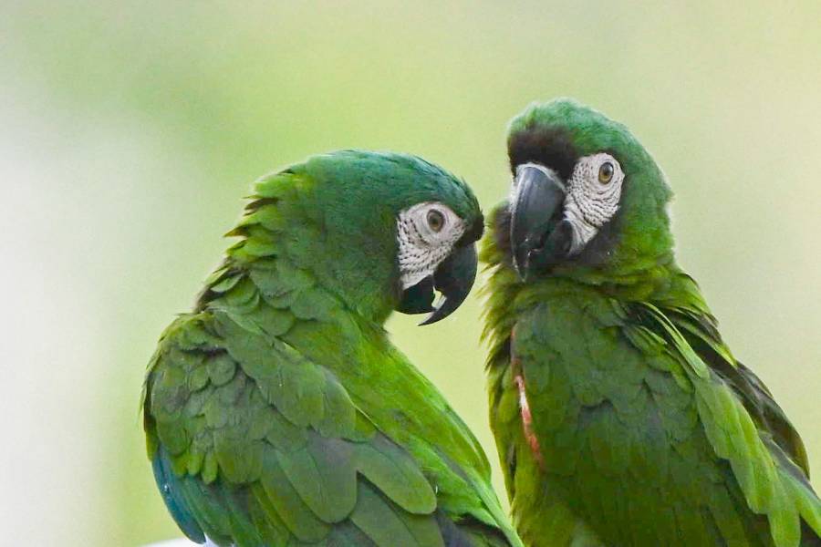 Colombia, líder mundial en avistamiento de aves