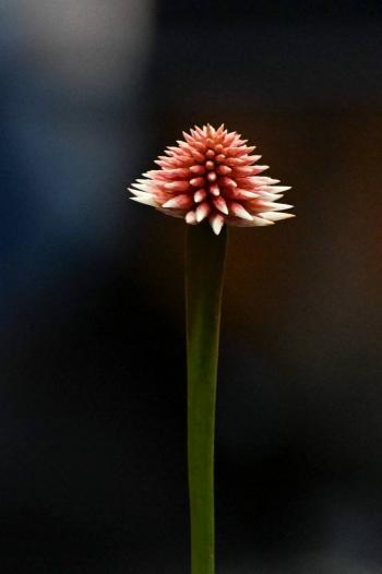 La flor de In&iacute;rida, s&iacute;mbolo de la COP16, una maravilla natural colombiana