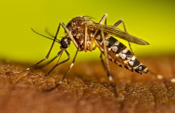 Secretar&iacute;a de Salud Llama a Redoblar Esfuerzos Contra el Dengue en San Luis Potos&iacute;