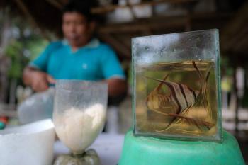Guain&iacute;a, la regi&oacute;n colombiana que decora los acuarios del mundo