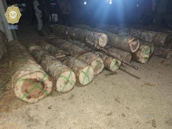 Clausuran aserradero clandestino y aseguran madera de Oyamel en Tlalpan