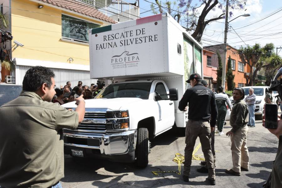 Detienen en Ciudad Ju&aacute;rez a joven con 226 animales ex&oacute;ticos, incluidos ejemplares en peligro de extinci&oacute;n