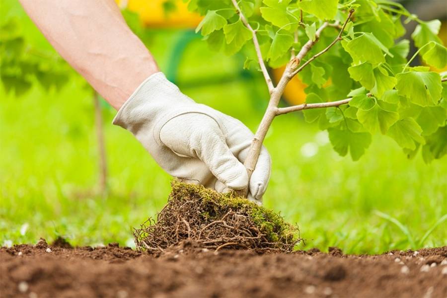 Cali impulsa proyecto ecológico para jóvenes durante la COP16