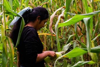 Peque&ntilde;os productores reciben apoyo a trav&eacute;s del programa Precios de Garant&iacute;a