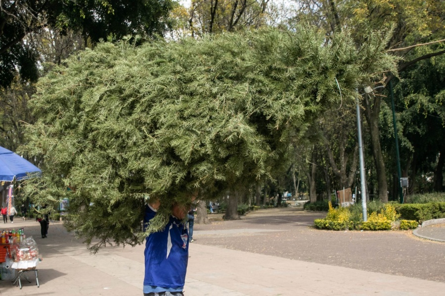 Profepa intensifica inspecciones a árboles de Navidad importados para prevenir plagas forestales