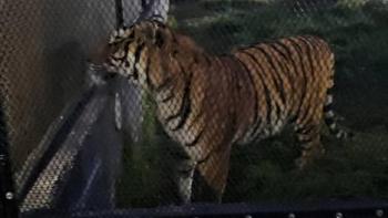 Rescatan a un tigre de bengala en cateo en el Estado de M&eacute;xico; aseguran armas y detienen a un hombre