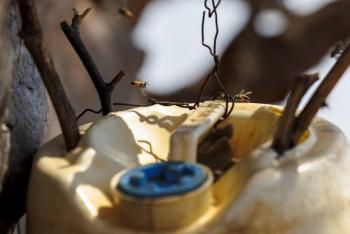Las abejas ayudan a resolver el conflicto entre elefantes y humanos en Kenia