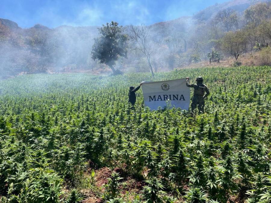 Semar destruye laboratorio clandestino y un plantío de marihuana en Sinaloa y Durango
